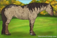 Horse Color:Liver Red Dun