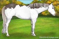 Horse Color:Silver Black Splash
