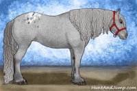 Horse Color:Black Appaloosa
