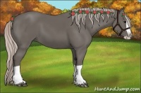 Horse Color:Silver Black Splash
