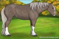 Horse Color:Silver Black Splash