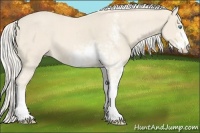 Horse Color:Cremello Sabino  and Cremello Sabino 