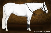 Horse Color:Perlino Dun Appaloosa