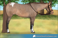 Horse Color:Bay Dun Varnish Brindle 