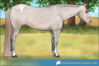 Horse Color:Bay Dun Appaloosa Brindle 