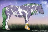 Horse Color:Watercolor White Spotted Bay 