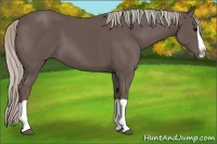 Horse Color:Silver Black Splash 