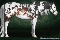 Horse Color:White Spotted Brown Splash Appaloosa 