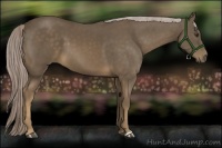 Horse Color:Chocolate Palomino 