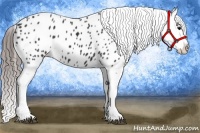 Horse Color:Black Appaloosa