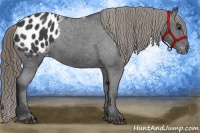 Horse Color:Smoky Black Appaloosa 