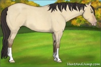 Horse Color:Amber Champagne Roan Dun