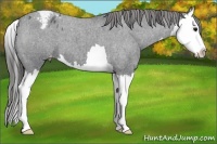 Horse Color:Blue Roan Splash Appaloosa
