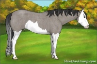 Horse Color:Grullo Roan Splash 