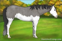 Horse Color:Grullo Roan Splash 