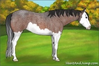 Horse Color:Bay Roan Splash