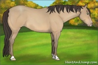 Horse Color:Amber Cream Champagne Roan