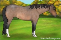 Horse Color:Buckskin Roan