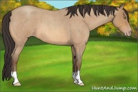 Horse Color:Amber Champagne Roan 