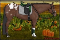 Horse Color:Bay Appaloosa