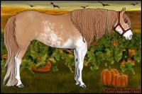 Horse Color:Chestnut Sabino