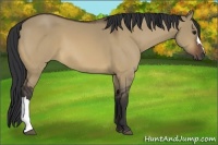 Horse Color:Bay Dun 