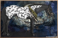 Horse Color:Black Near Leopard