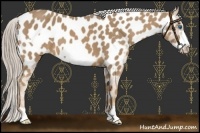 Horse Color:Palomino Frame Appaloosa 