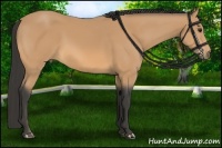 Horse Color:Buckskin 