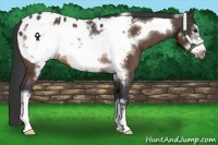 Horse Color:Bay Frame Appaloosa Rabicano 