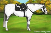 Horse Color:Liver Chestnut Splash Appaloosa 