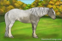 Horse Color:Chocolate Palomino 