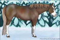 Horse Color:Liver Chestnut Splash