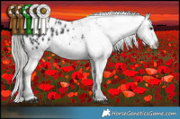 Horse Color:Liver Chestnut Mushroom Appaloosa 