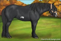 Horse Color:Black Frame