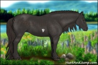 Horse Color:Liver Chestnut Frame 