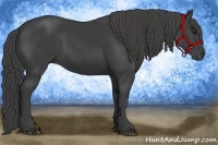 Horse Color:Smoky Black 