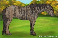 Horse Color:Black  and Classic Champagne 