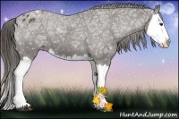 Horse Color:Liver Chestnut Ice Splash Appaloosa