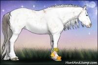 Horse Color:Amber Champagne Ice Sabino Splash 