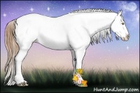 Horse Color:Gold Champagne Ice Splash Appaloosa 
