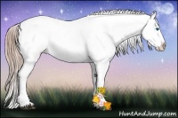 Horse Color:Chestnut Ice Sabino Splash Appaloosa