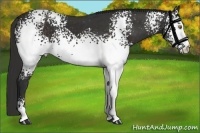 Horse Color:White Spotted Liver Chestnut Sabino