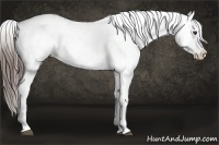 Horse Color:Liver Chestnut Blanket 