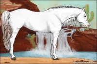 Horse Color:Red Dun Appaloosa