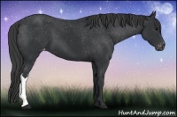 Horse Color:Black Appaloosa