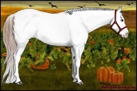 Horse Color:Chestnut Near Leopard 