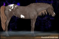 Horse Color:Liver Chestnut Frame Appaloosa