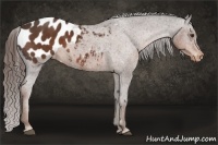 Horse Color:Liver Chestnut Appaloosa Rabicano 
