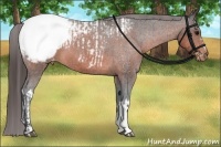 Horse Color:Brown Appaloosa  and Bay Appaloosa 